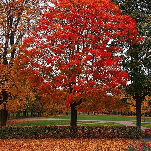 Quercus Rubra Borealis Roure Vermell