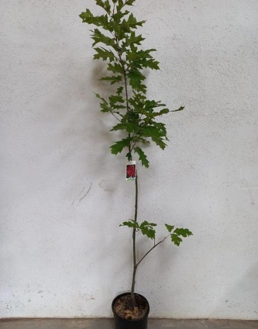 Quercus Rubra Borealis Roure Vermell