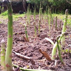 Raices de Esparrago Pack 10 unidades