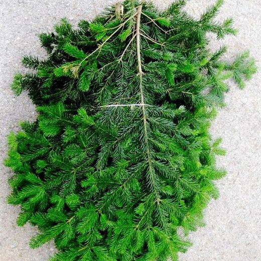 Ramas de Abeto natural