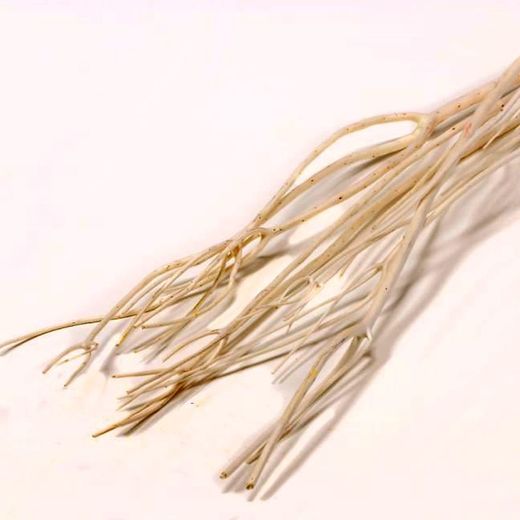 Ramas de Mitsumata Seca