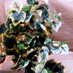 Ramas de parra