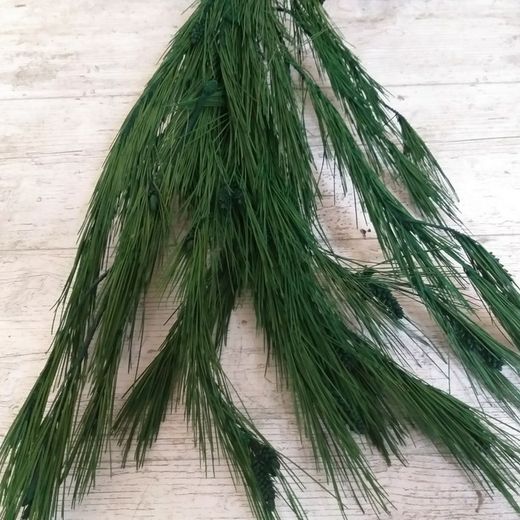 Ramas Pino Preservado