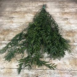 Branques Schinus Molle Preservades