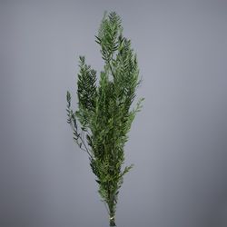 Fulles Schinus Molle Preservades + Fruits Schinus Molle Sec