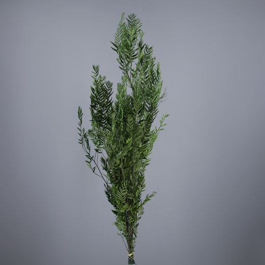 Fulles Schinus Molle Preservades + Fruits Schinus Molle Sec