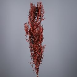 Branques Schinus Molle Preservades