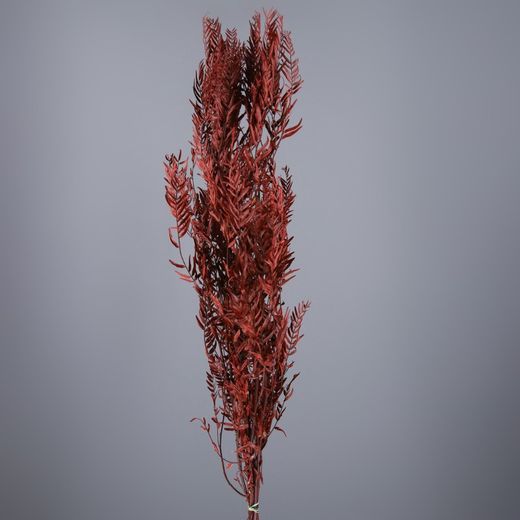 Branques Schinus Molle Preservades