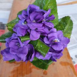 Ramito de Violetas
