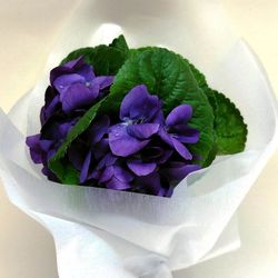 Ramito de Violetas