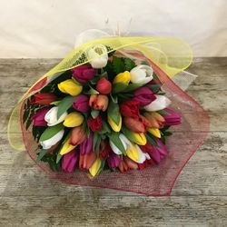Ram 50 Tulipes Regal