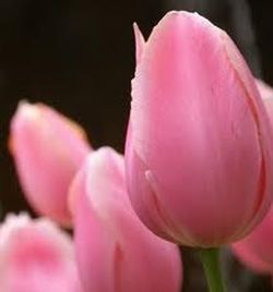 Ram 50 Tulipes Regal