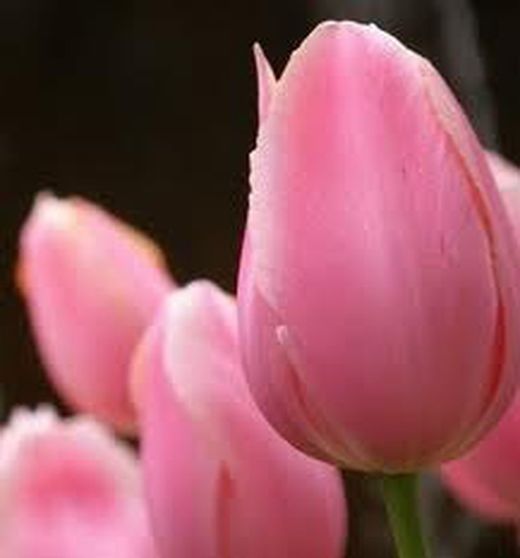 Ram 50 Tulipes Regal