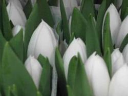 Ram 50 Tulipes Regal