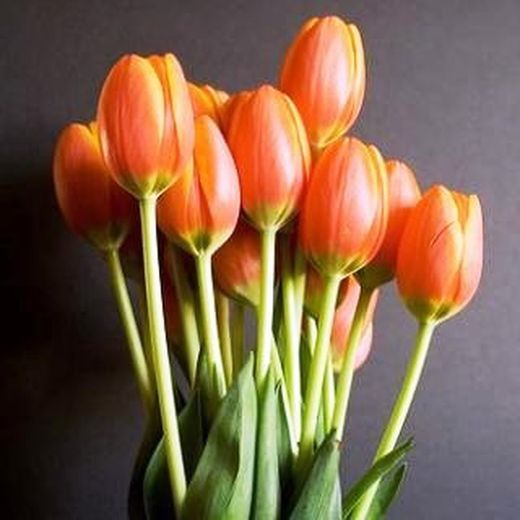 Ram 50 Tulipes Regal