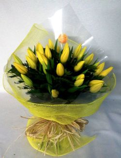 Ram 50 Tulipes Regal