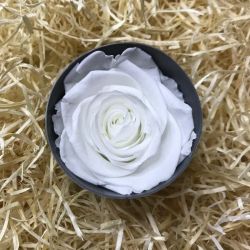 Ramo 6 Rosas Preservadas