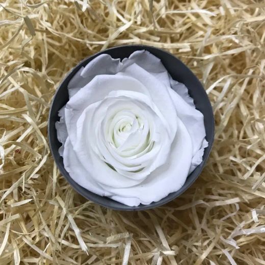 Ramo 6 Rosas Preservadas