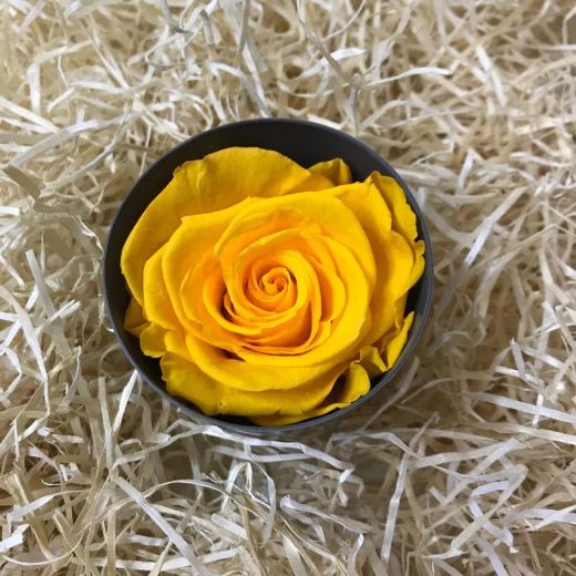 Ramo 6 Rosas Preservadas