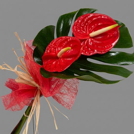 Bouquet d'Anthurium avec Monstera