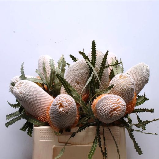 Ramo Banksia Hookeriana 4 tallos