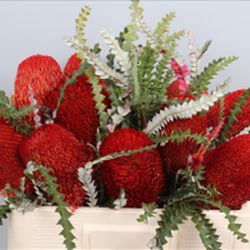 Bouquet de Banksia Hookeriana 5 tiges
