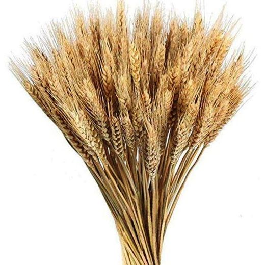 Bouquet d'orge naturel séché