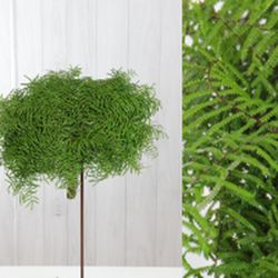 Ramo Coral Fern Natural Teñido 50 tallos