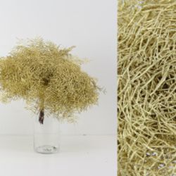 Ramo Coral Fern Natural Teñido 50 tallos