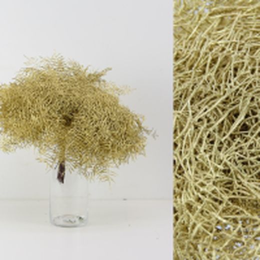 Ramo Coral Fern Natural Teñido 50 tallos