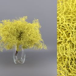 Ramo Coral Fern Natural Teñido 50 tallos
