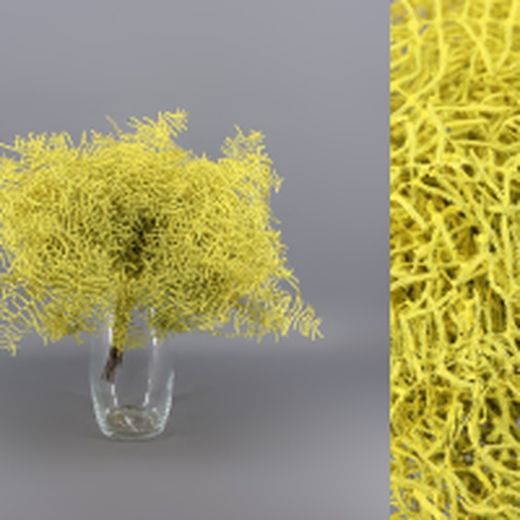 Ramo Coral Fern Natural Teñido 50 tallos