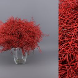 Ramo Coral Fern Natural Teñido 50 tallos