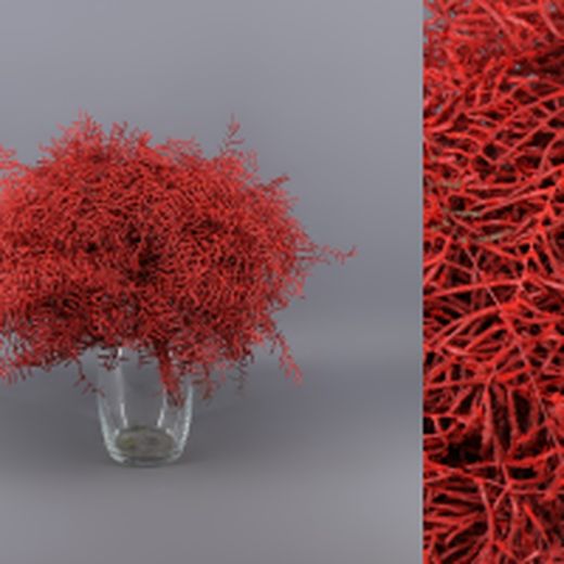 Ramo Coral Fern Natural Teñido 50 tallos