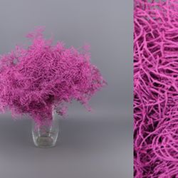 Ramo Coral Fern Natural Teñido 50 tallos