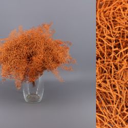 Ramo Coral Fern Natural Teñido 50 tallos