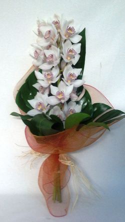 Ramo Cymbidium