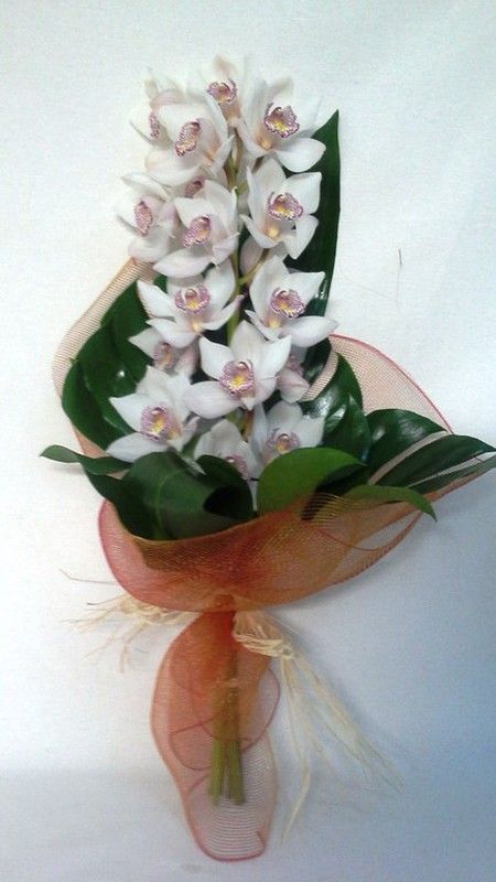 Ramo Cymbidium