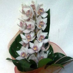 Ramo Cymbidium