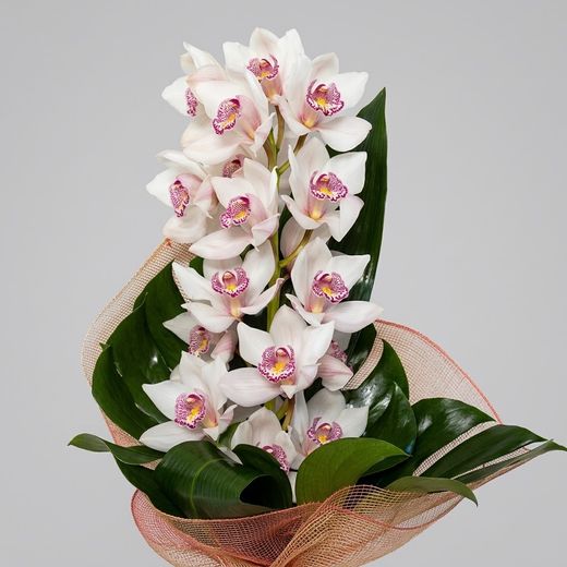 Ramo Cymbidium