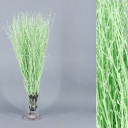 Ram de Bedoll Tenyit