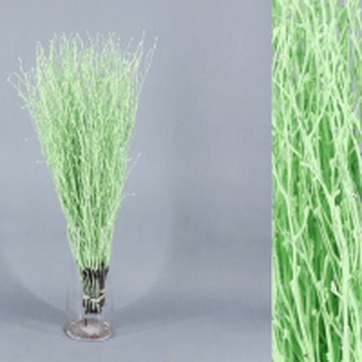 Ram de Bedoll Tenyit