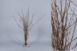 Ram de Bedoll Tenyit