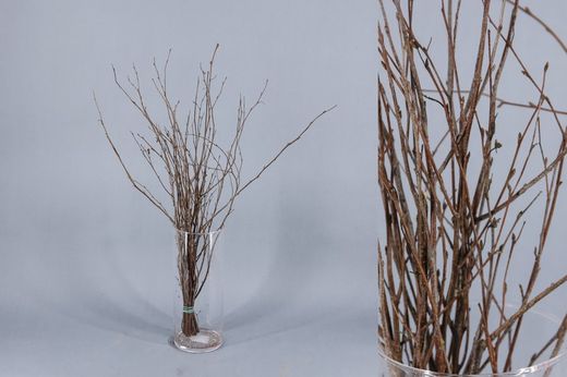 Ram de Bedoll Tenyit