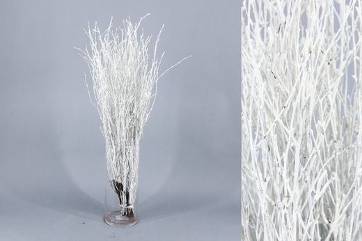 Ram de Bedoll Tenyit