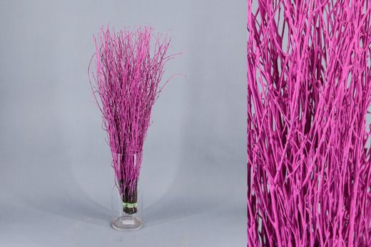 Ram de Bedoll Tenyit