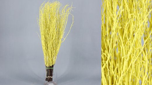 Ram de Bedoll Tenyit