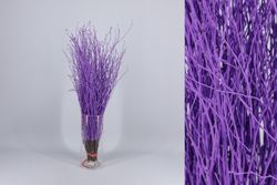 Ram de Bedoll Tenyit