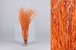 Ram de Bedoll Tenyit