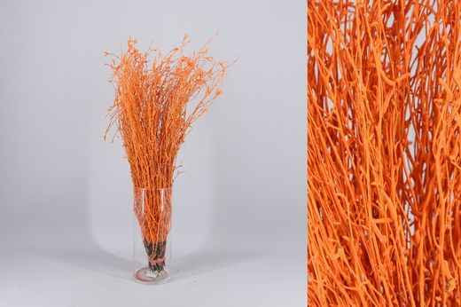 Ram de Bedoll Tenyit